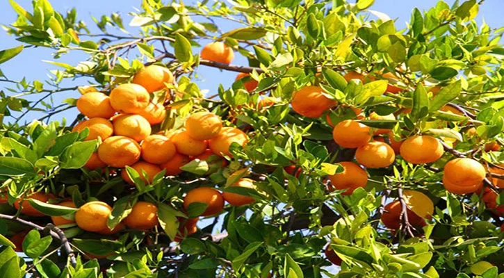 পাটগ্রামের সাবেক ব্যাংক ম্যানেজারের ‘মাল্টা বিপ্লব’